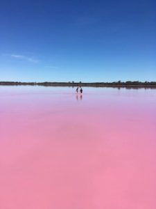 Pink lake is uniquly PINK